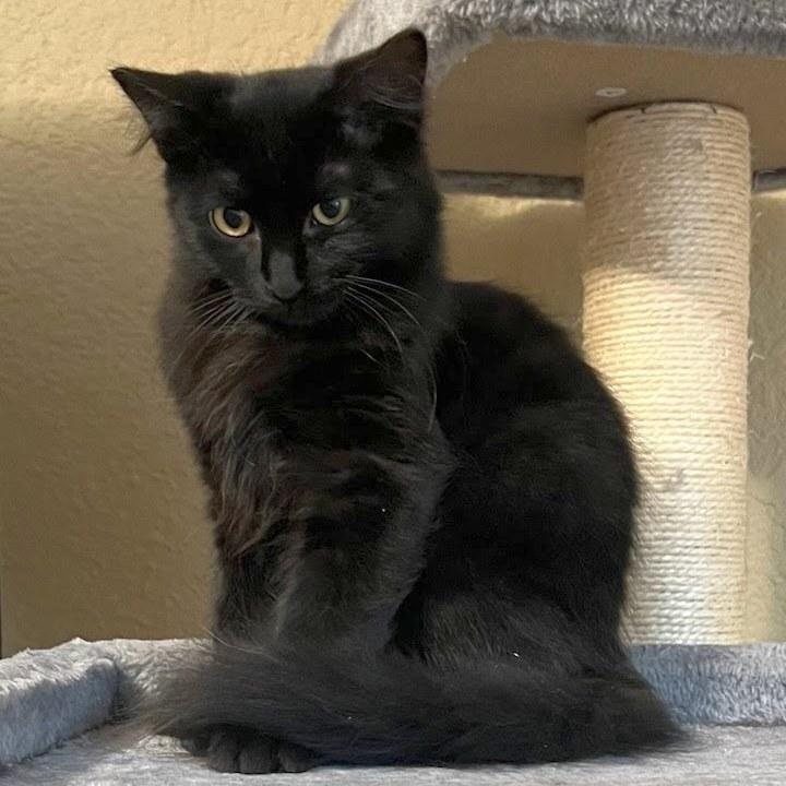Enlarge Ambrose, a Adoptable Domestic Short Hair in Portland, OR image 3/6