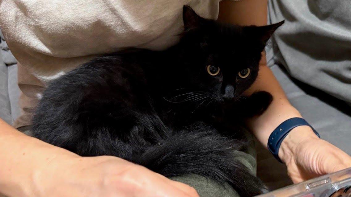 Enlarge Ambrose, a Adoptable Domestic Short Hair in Portland, OR image 4/6