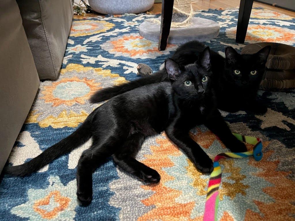 Enlarge Ambrose, a Adoptable Domestic Short Hair in Portland, OR image 5/6