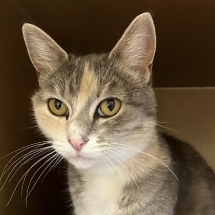 Neko, a Adoptable mixed breed in Burlington, WA image 1/3