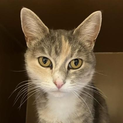 Neko, a Adoptable mixed breed in Burlington, WA image 2/3