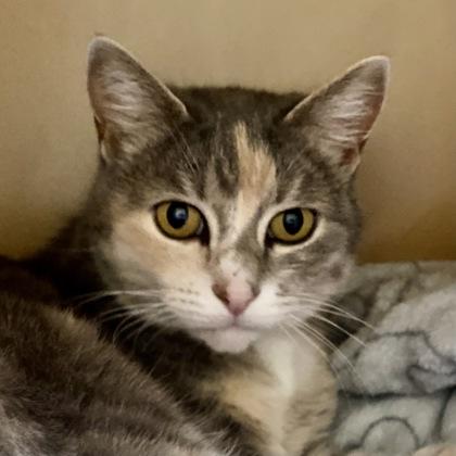 Neko, a Adoptable mixed breed in Burlington, WA image 3/3