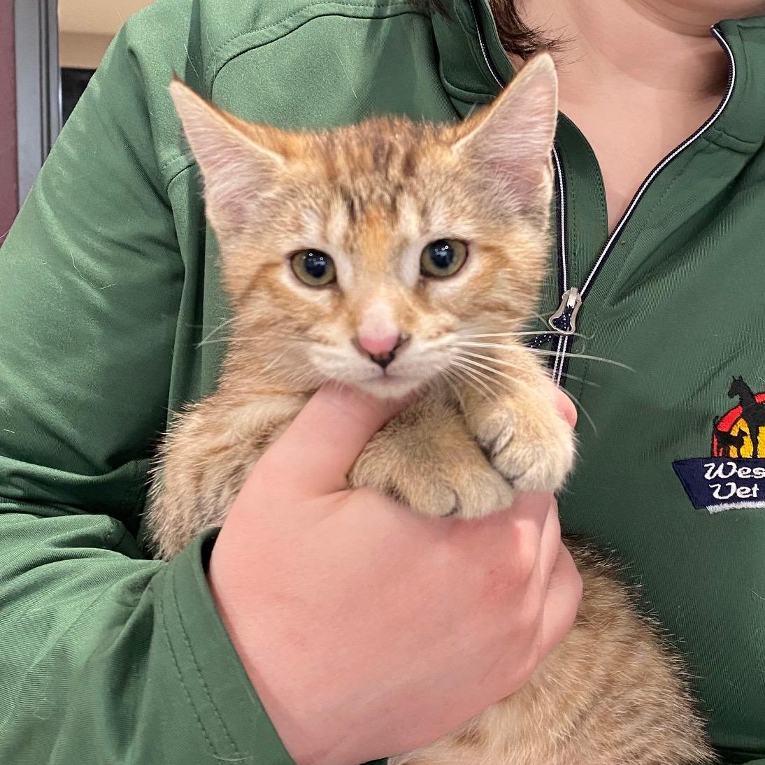 Meila, ADOPTABLE, Kitten Female Tortoiseshell.