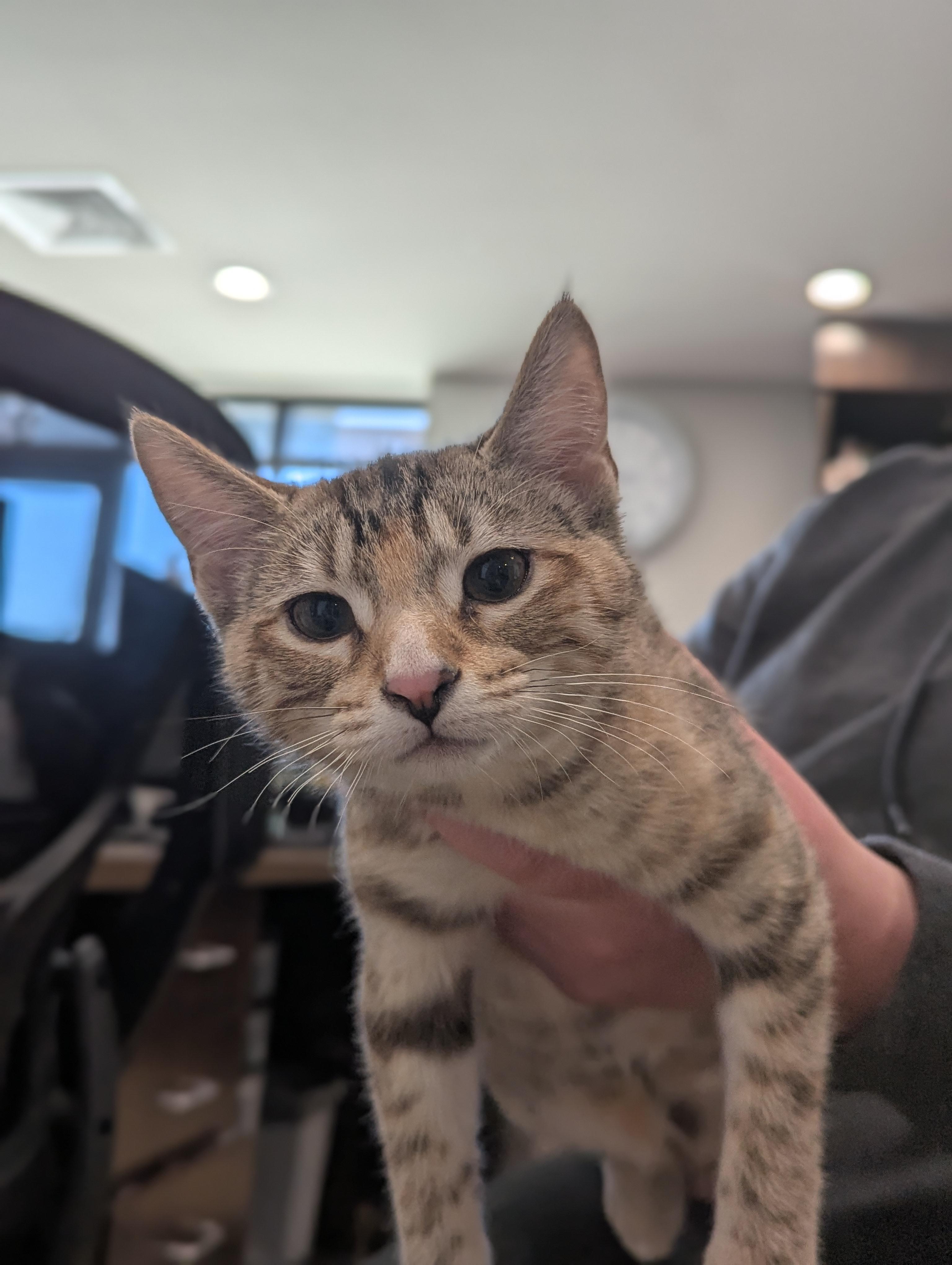 Miele, ADOPTABLE, Kitten Female Tortoiseshell.