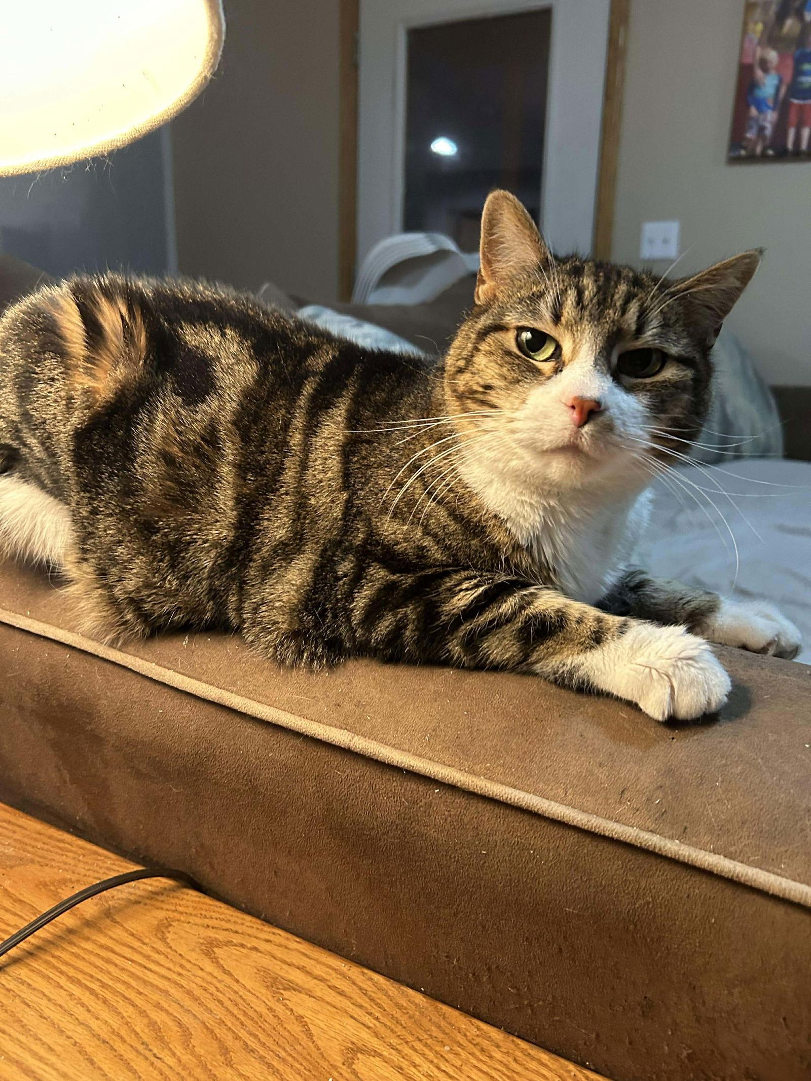 Tinker, Adoptable, Senior Female Domestic Short Hair.