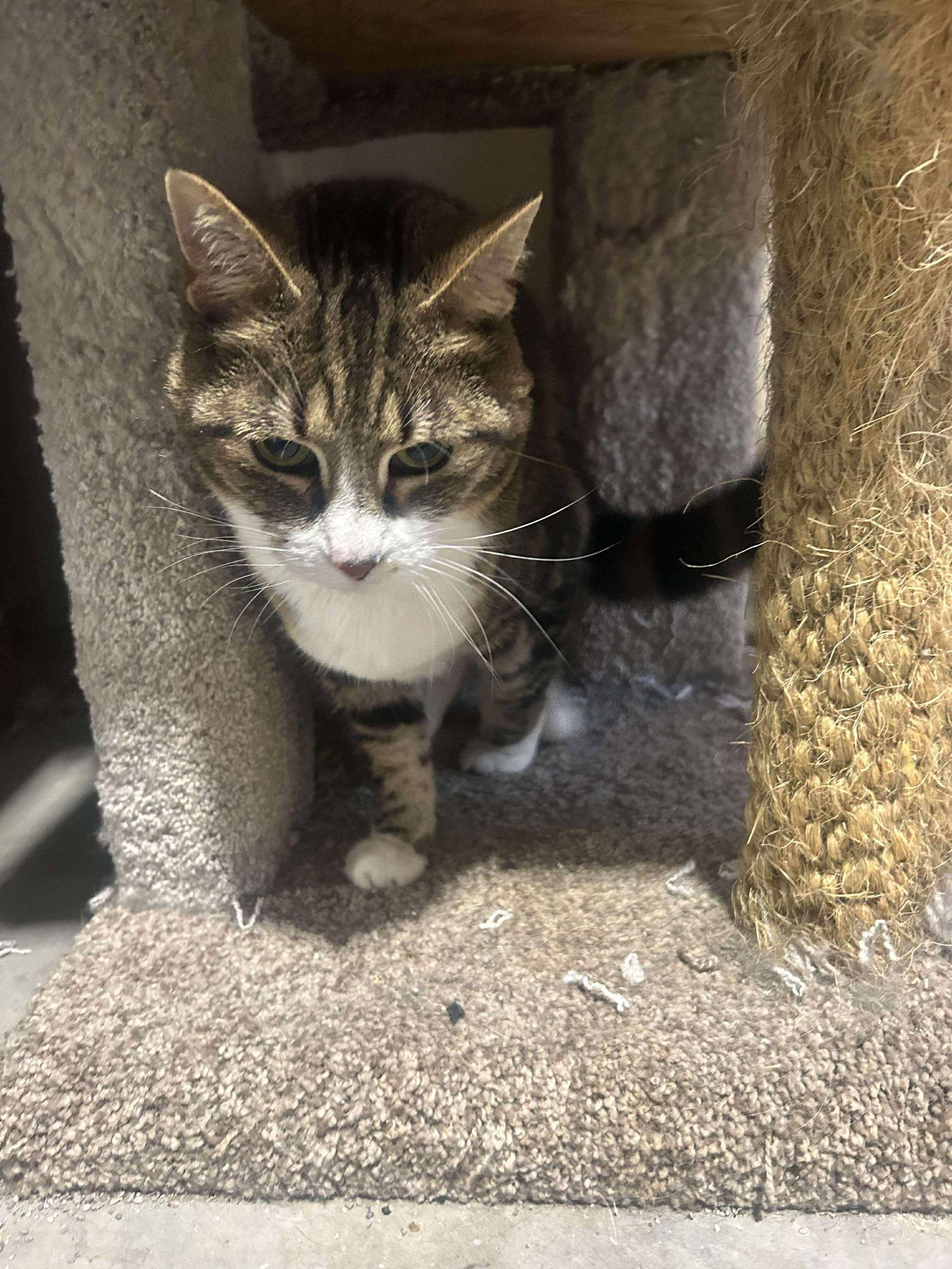 Tinker, Adoptable, Senior Female Domestic Short Hair.