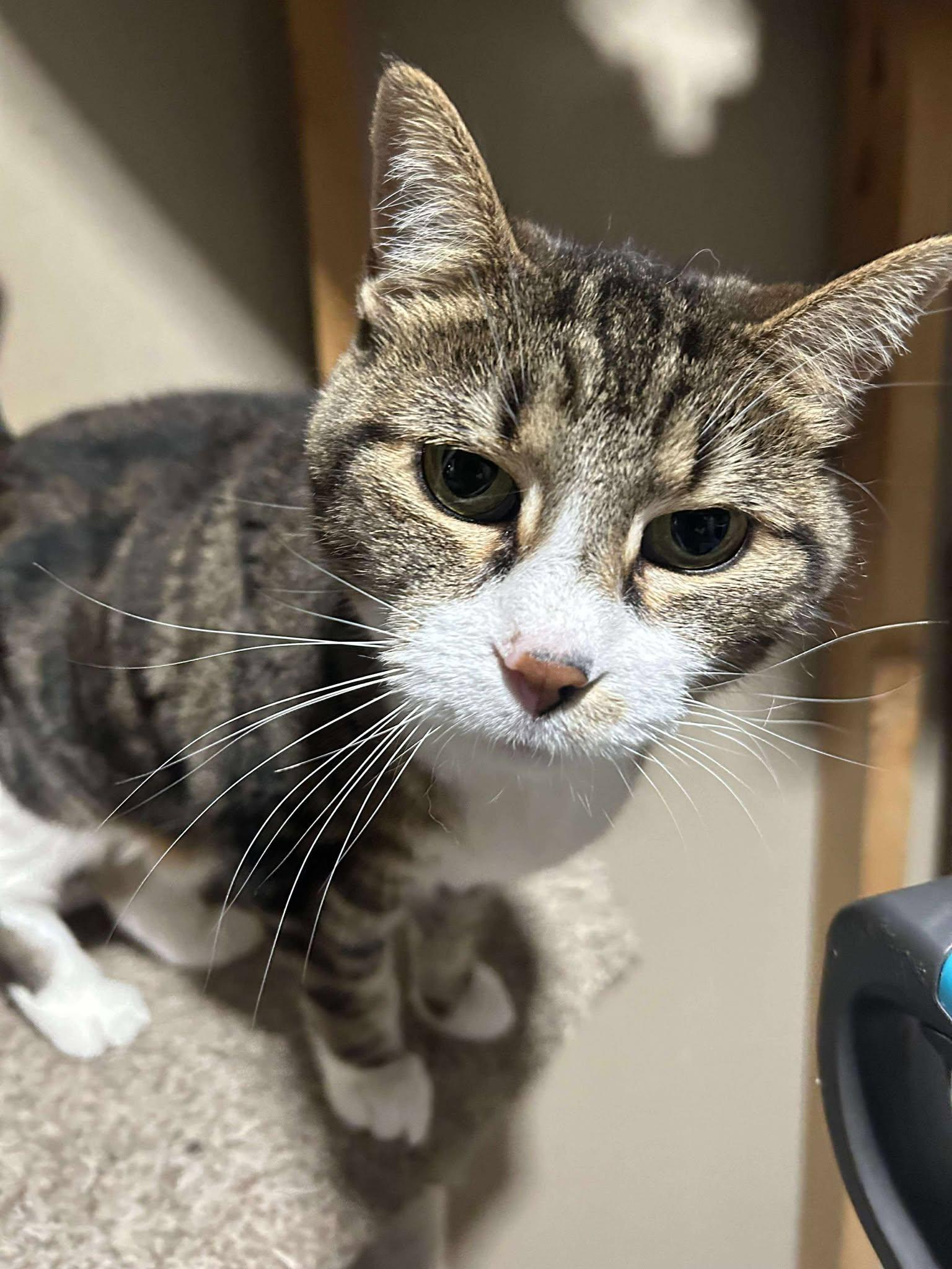 Enlarge Tinker, a Adoptable Domestic Short Hair in Alexandria, MN image 2/3