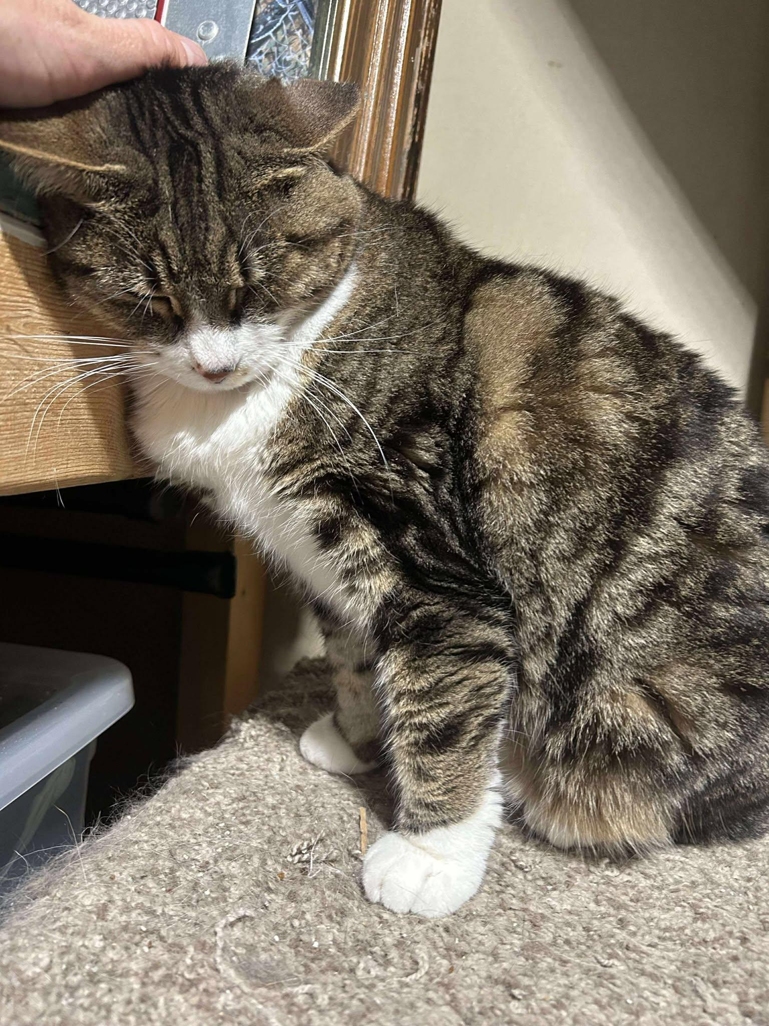 Enlarge Tinker, a Adoptable Domestic Short Hair in Alexandria, MN image 3/3