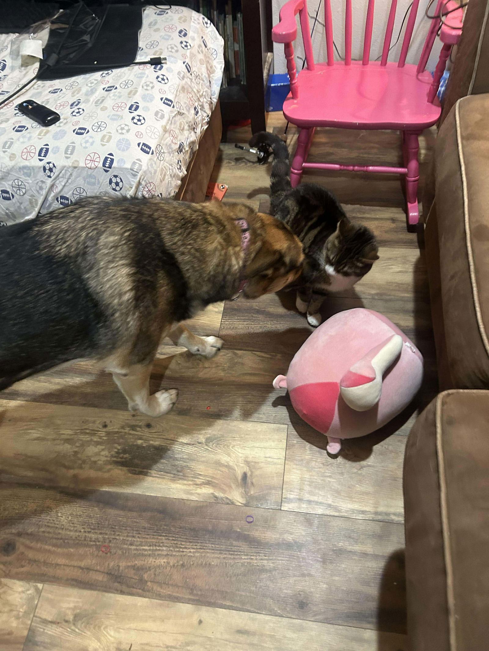 Enlarge Tinker, a Adoptable Domestic Short Hair in Alexandria, MN image 3/3