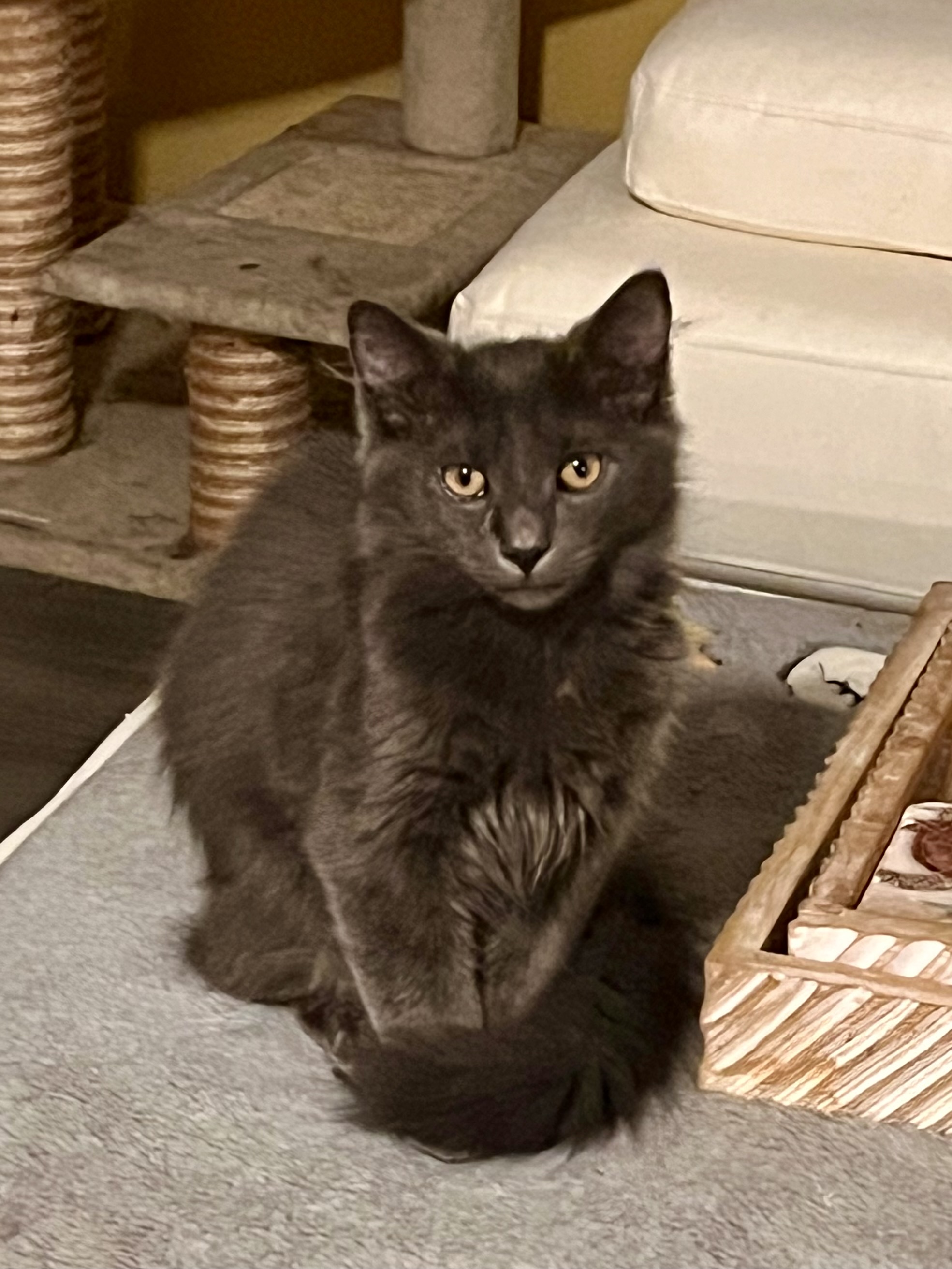 Blue, Adopted, Young Male Norwegian Forest Cat.