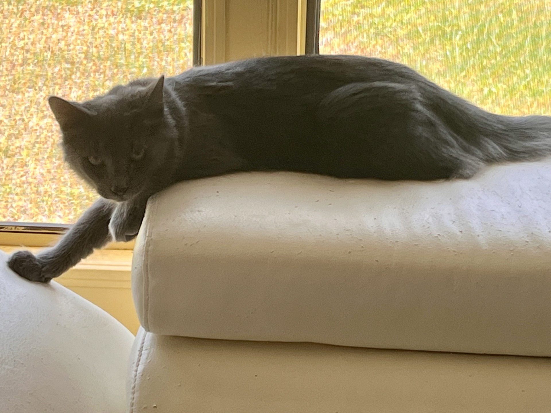 Enlarge Blue, a Adopted Norwegian Forest Cat in Satellite Beach, FL image 2/3