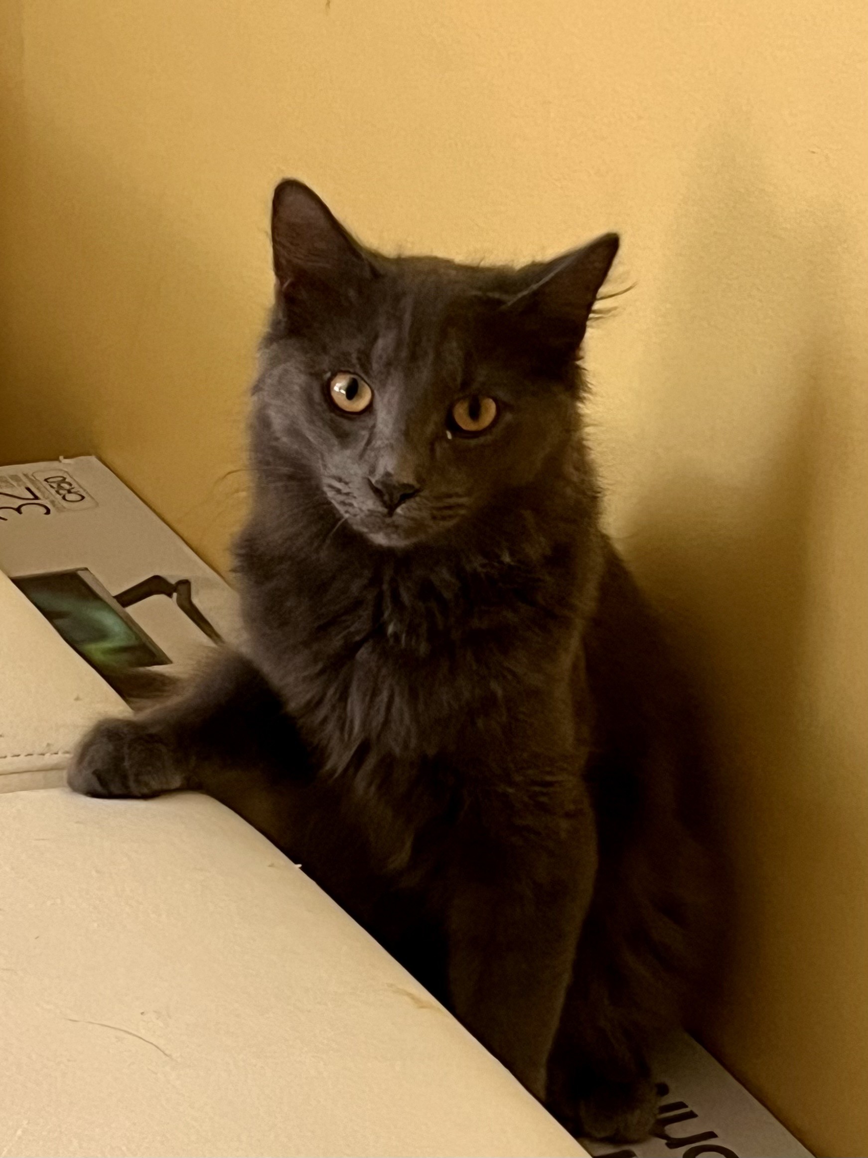 Enlarge Blue, a Adopted Norwegian Forest Cat in Satellite Beach, FL image 3/3