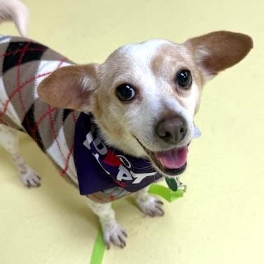 Terry, an adopted mixed breed in Brooklyn, NY image 1/5