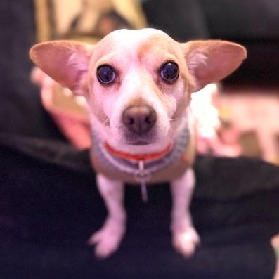 Terry, an adopted mixed breed in Brooklyn, NY image 4/5