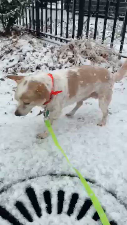 Enlarge Terry, an adopted mixed breed in Brooklyn, NY video 5/5