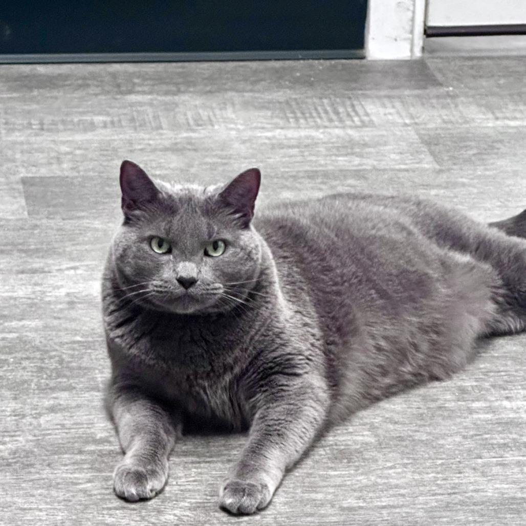 Koha, a Adoptable Domestic Short Hair in Washougal, WA image 1/4