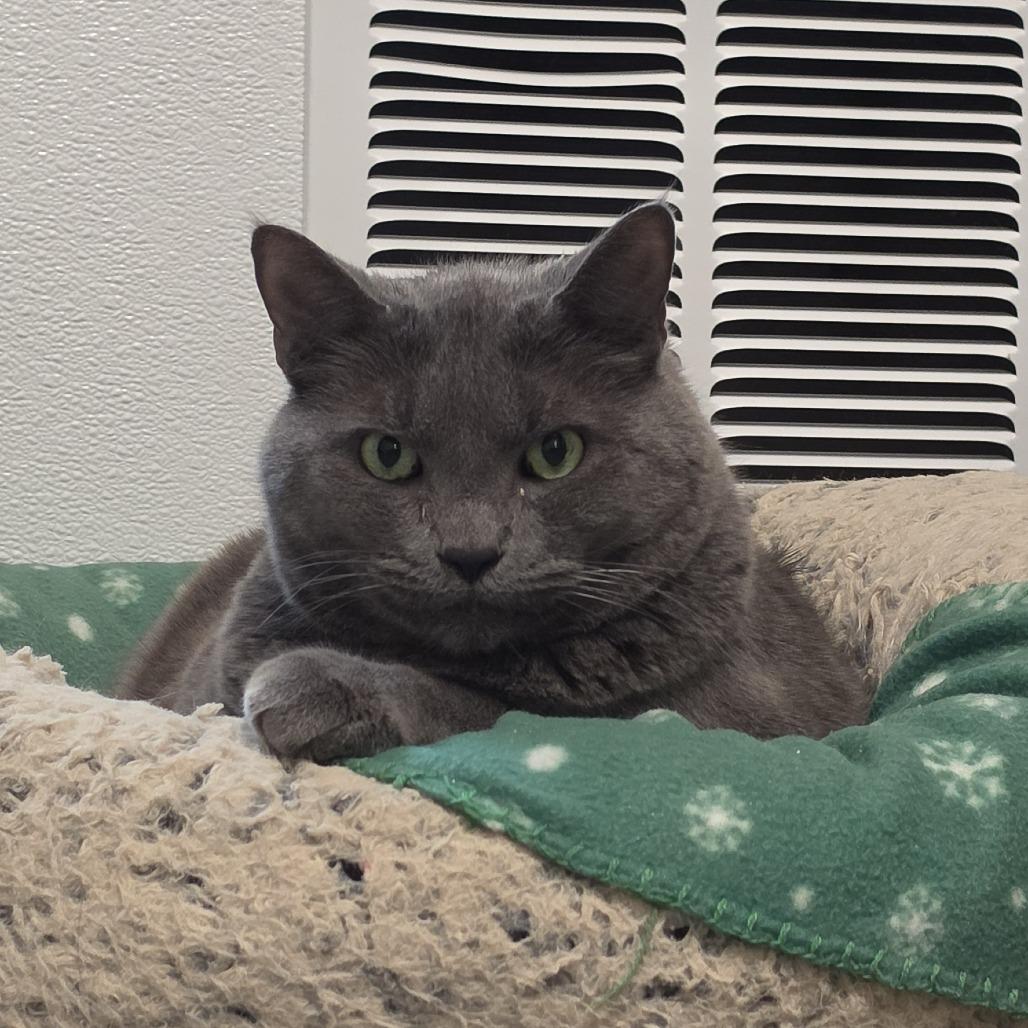 Enlarge Koha, a Adoptable Domestic Short Hair in Washougal, WA image 2/6