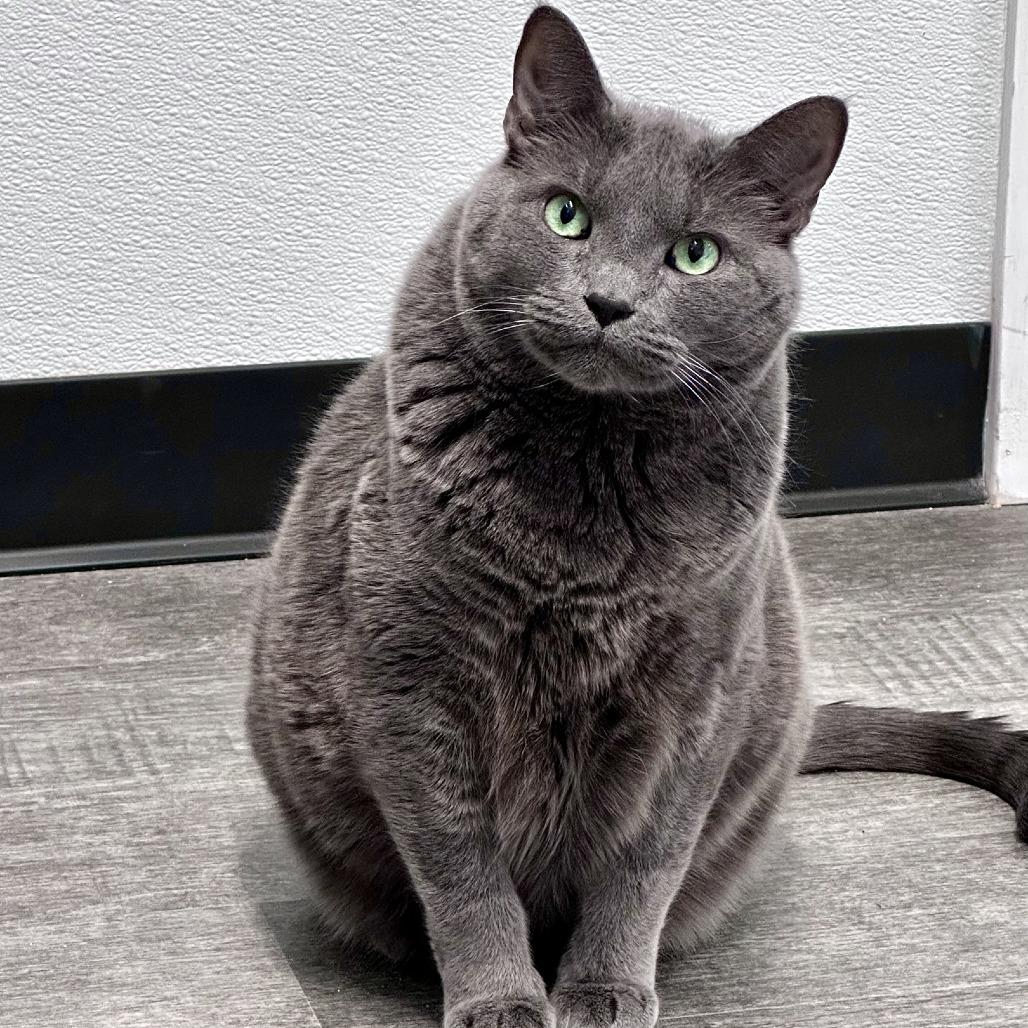 Enlarge Koha, a Adoptable Domestic Short Hair in Washougal, WA image 3/6