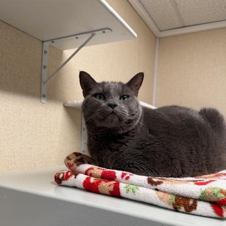 Koha, a Adoptable Domestic Short Hair in Washougal, WA image 3/4