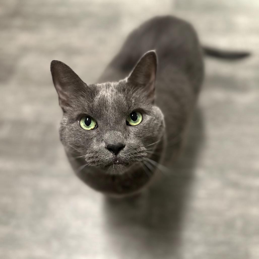 Koha, a Adoptable Domestic Short Hair in Washougal, WA image 4/4