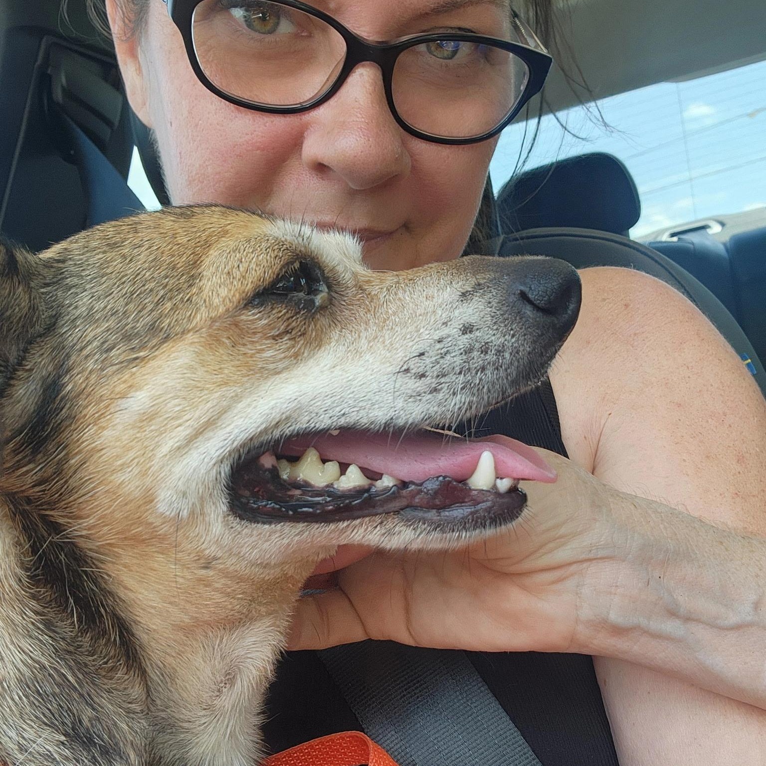 Enlarge KACI, a Adoptable mixed breed in Dallas, TX image 2/2