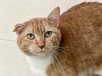 Mewvallete, Adoptable, Adult Female Domestic Short Hair & Domestic Short Hair.