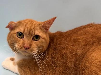 Mewvallete, a Adoptable mixed breed in Woodbury, MN image 2/2