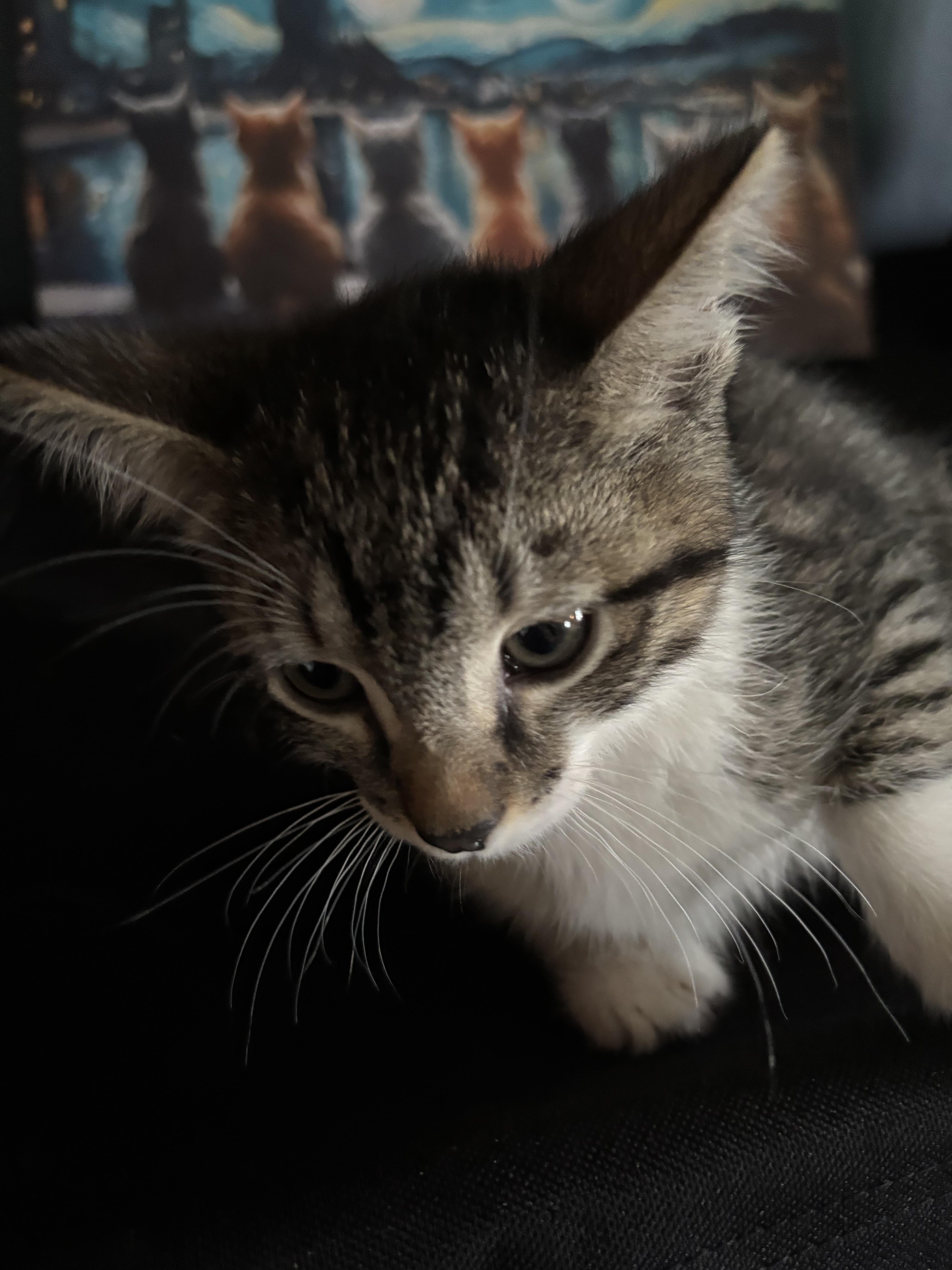 Enlarge Quirk, a Adoptable mixed breed in Lancaster, CA image 5/5