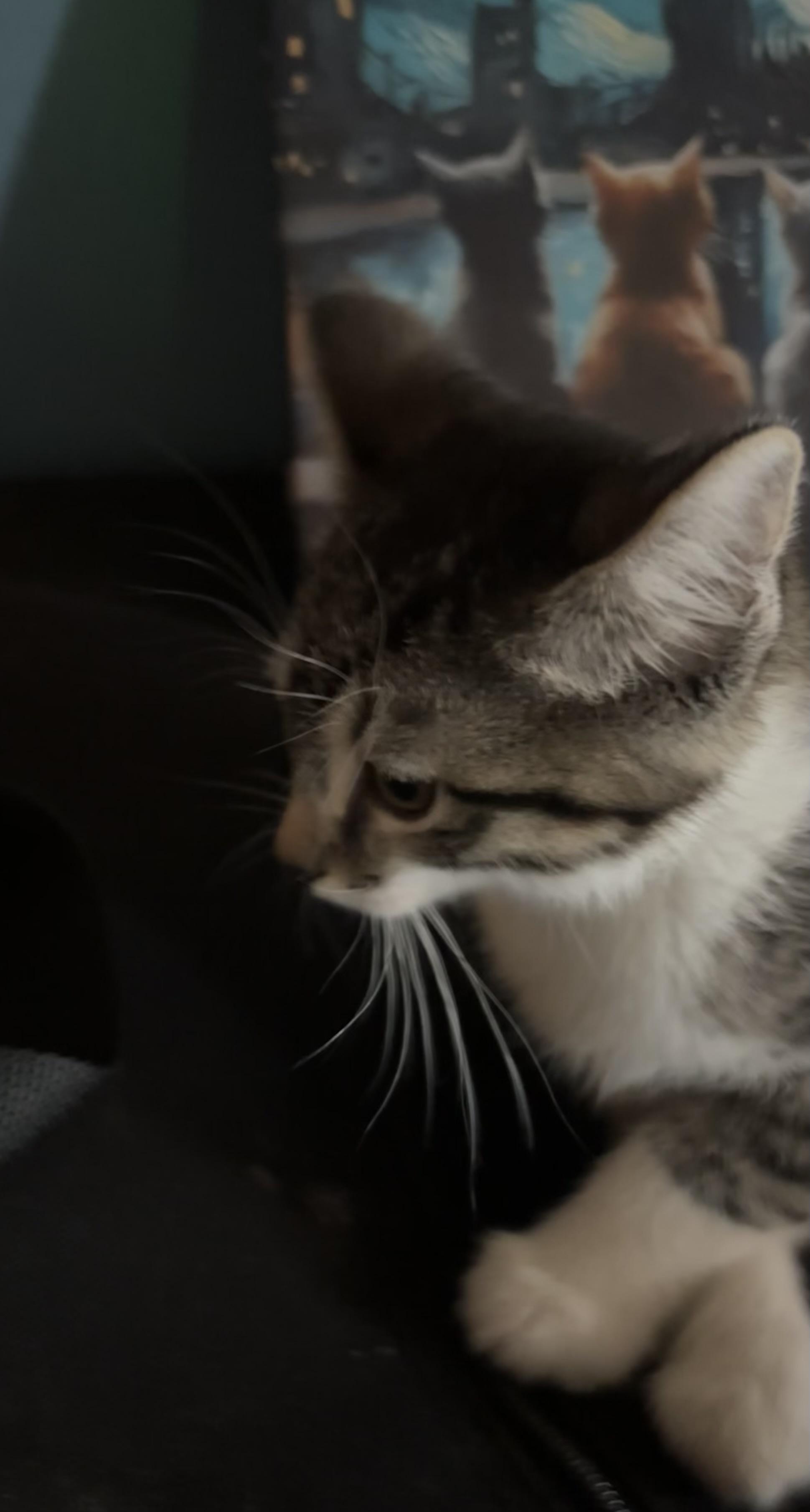 Enlarge Quirk, a Adoptable mixed breed in Lancaster, CA image 4/5