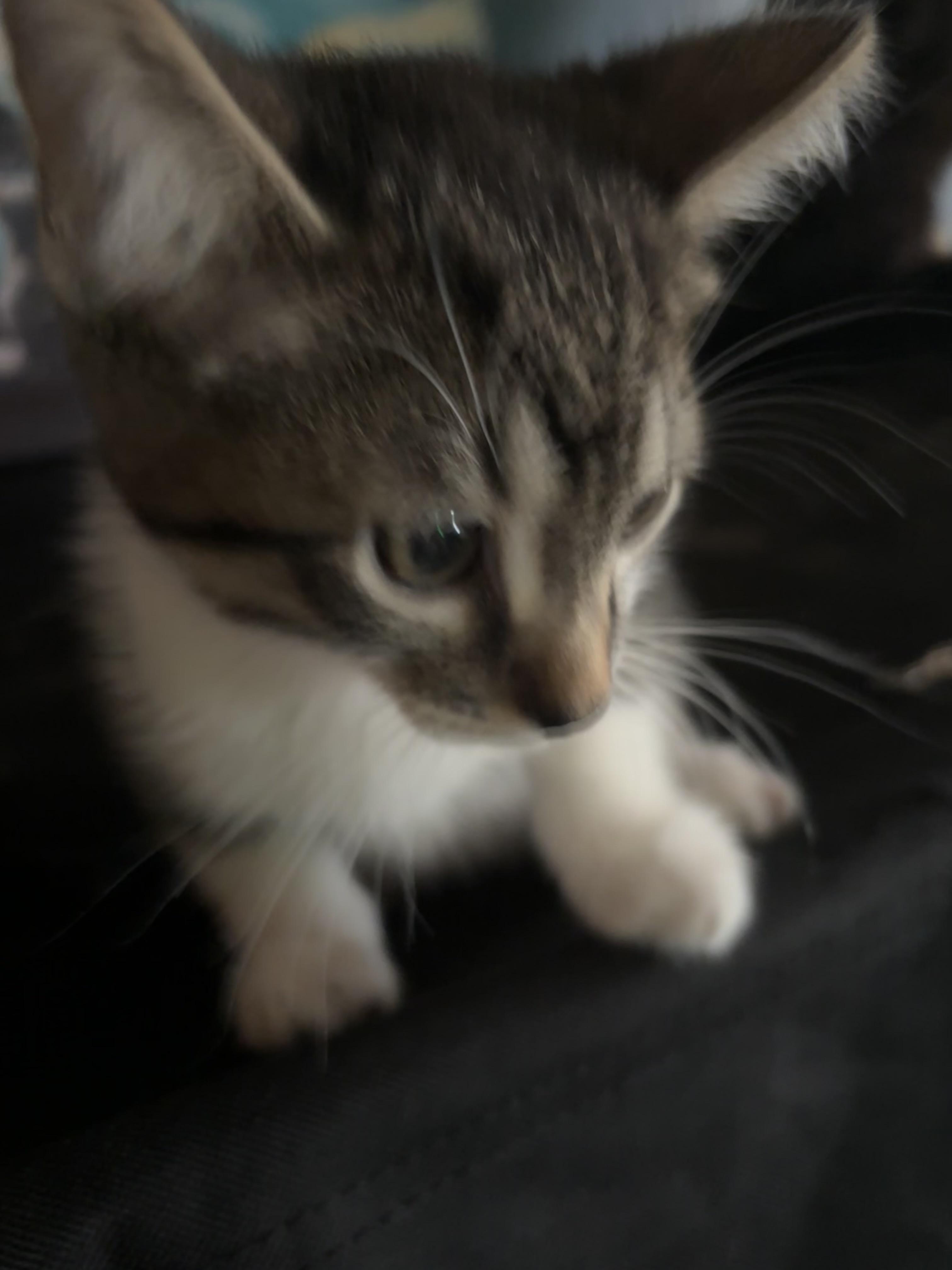 Enlarge Quirk, a Adoptable mixed breed in Lancaster, CA image 3/5