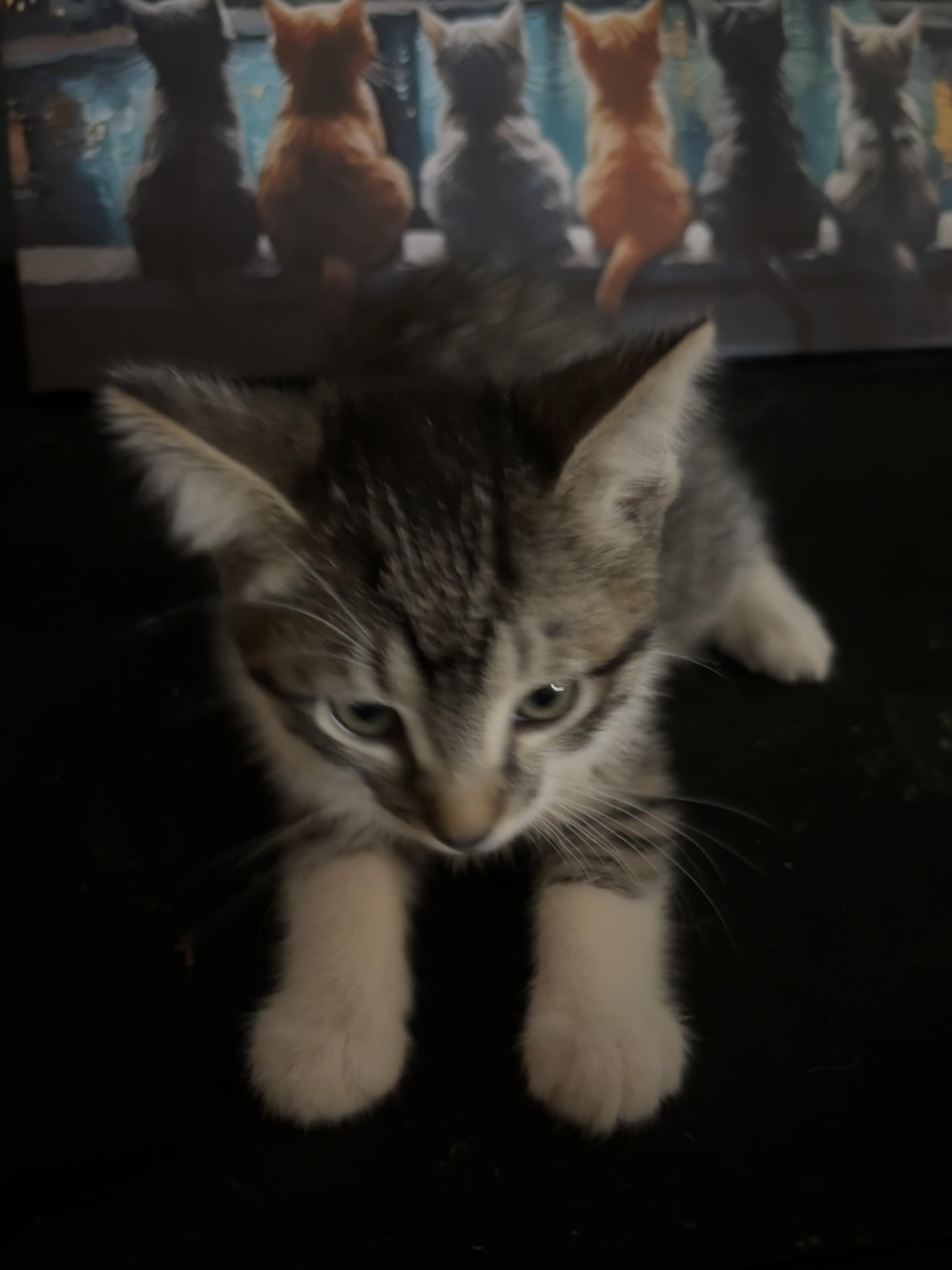 Enlarge Quirk, a Adoptable mixed breed in Lancaster, CA image 2/5