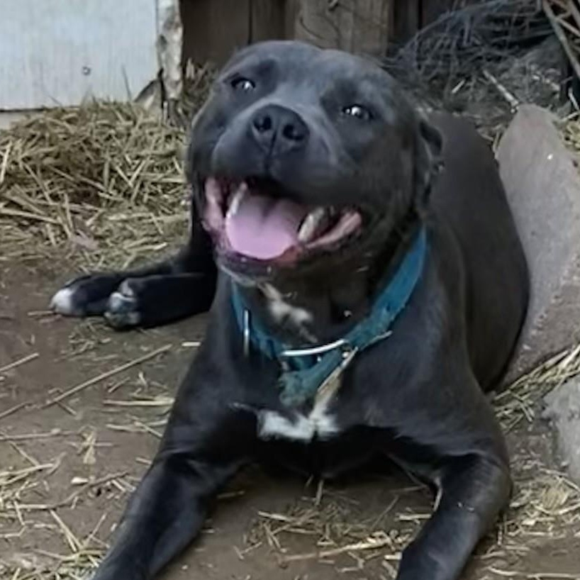 Sheba, adopted, Adult Female American Staffordshire Terrier.