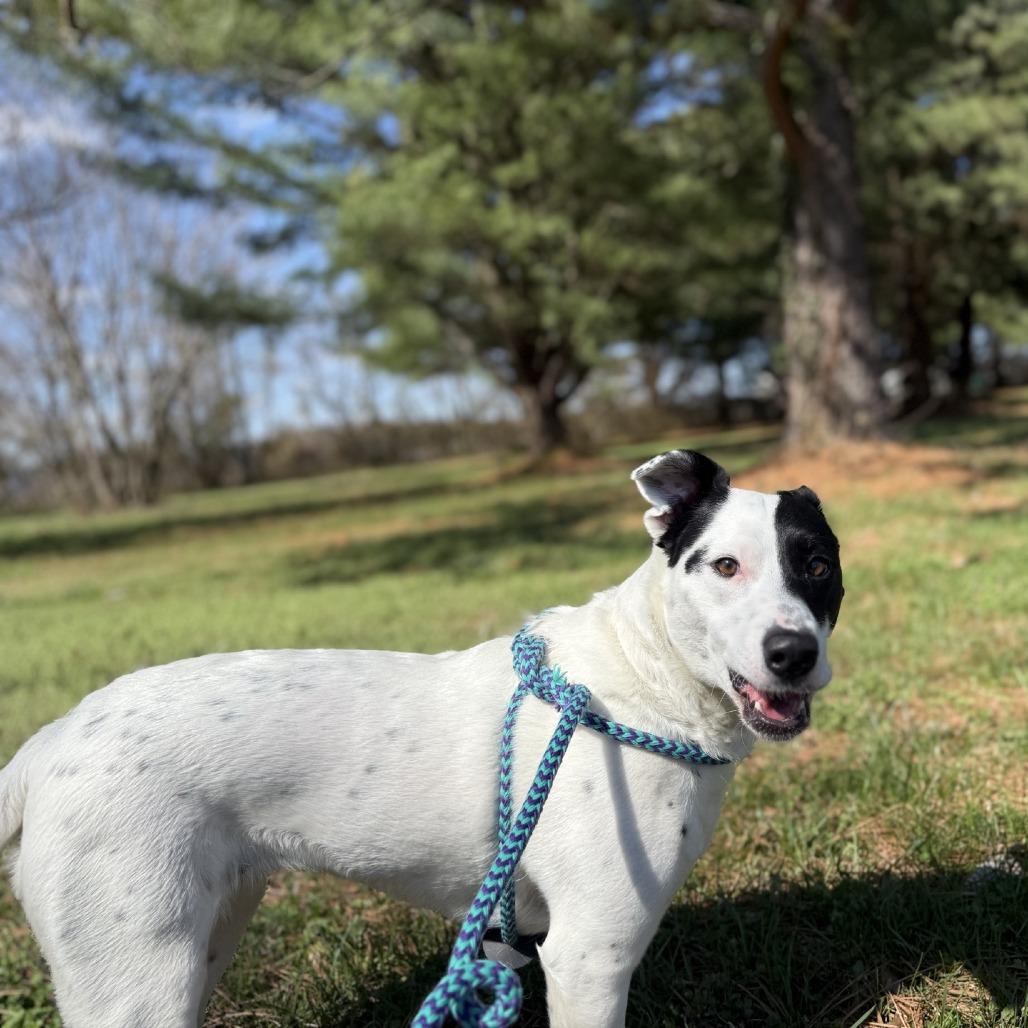 Enlarge Roscoe, a Adoptable mixed breed in Ridgely, MD image 3/6