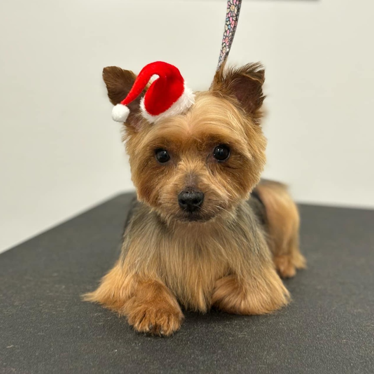 Zoriya-6yr Yorkshire Terrier female spayed 3