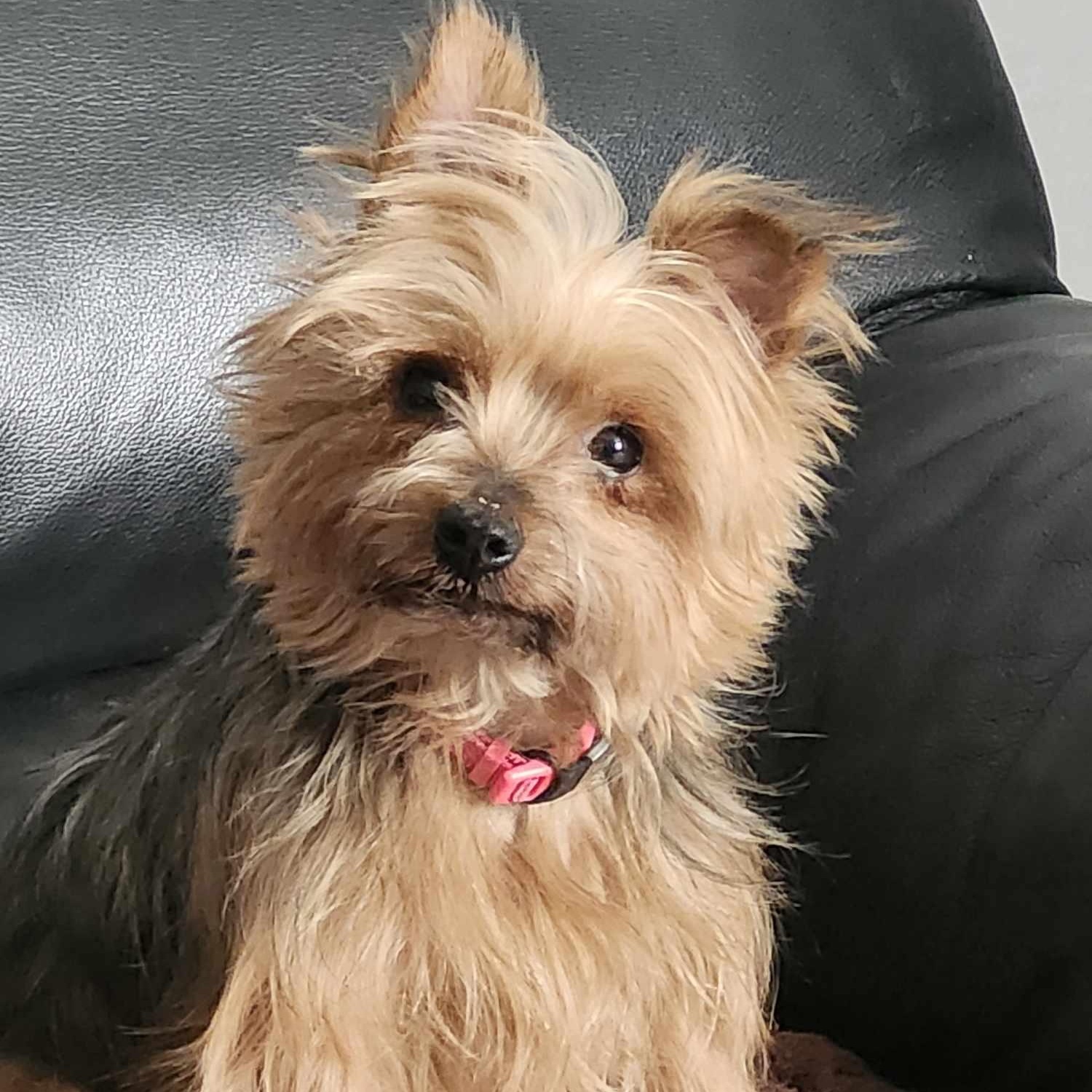 Zoriya-6yr Yorkshire Terrier female spayed 2