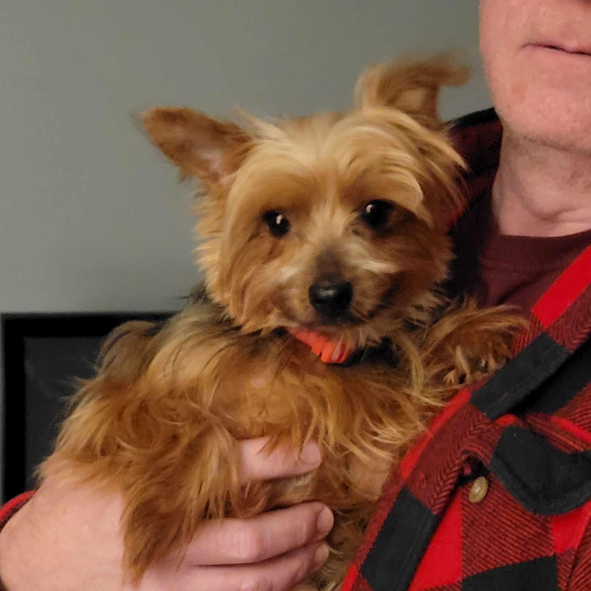 Zoriya-6yr Yorkshire Terrier female spayed 4
