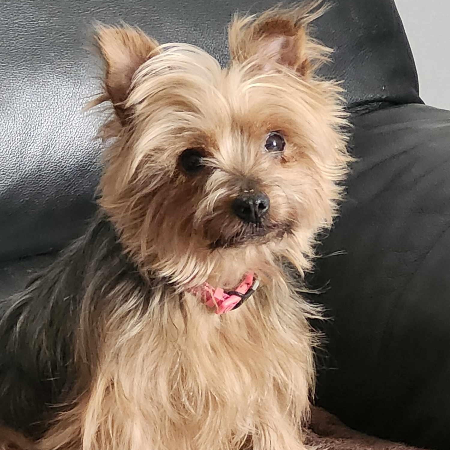 Zoriya-6yr Yorkshire Terrier female spayed