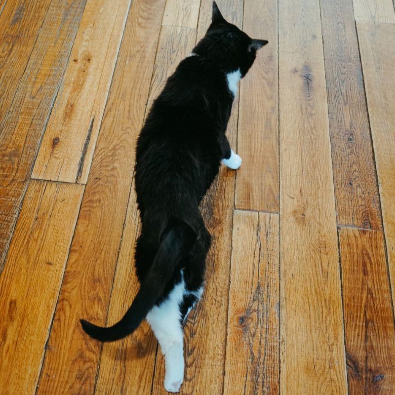 Enlarge Pipsqueak, a Adopted mixed breed in Jackson, WY image 3/3