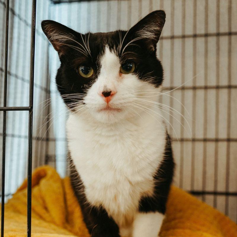 Pipsqueak, Adopted, Adult Male Domestic Short Hair.