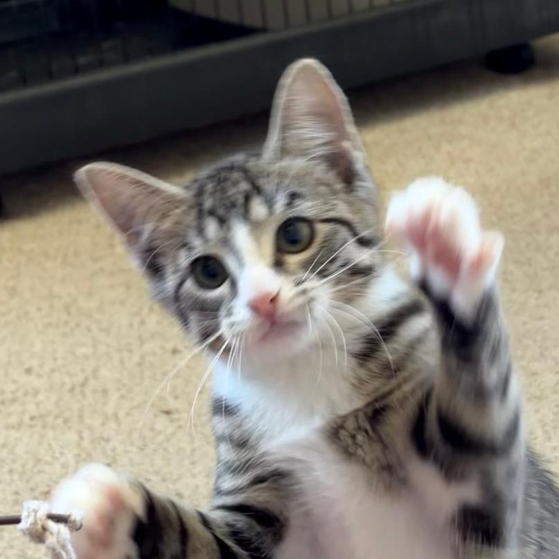 Ally, an adopted Tabby in Central Falls, RI image 2/6