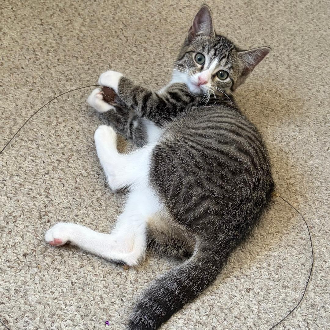 Ally, an adopted Tabby in Central Falls, RI image 4/6