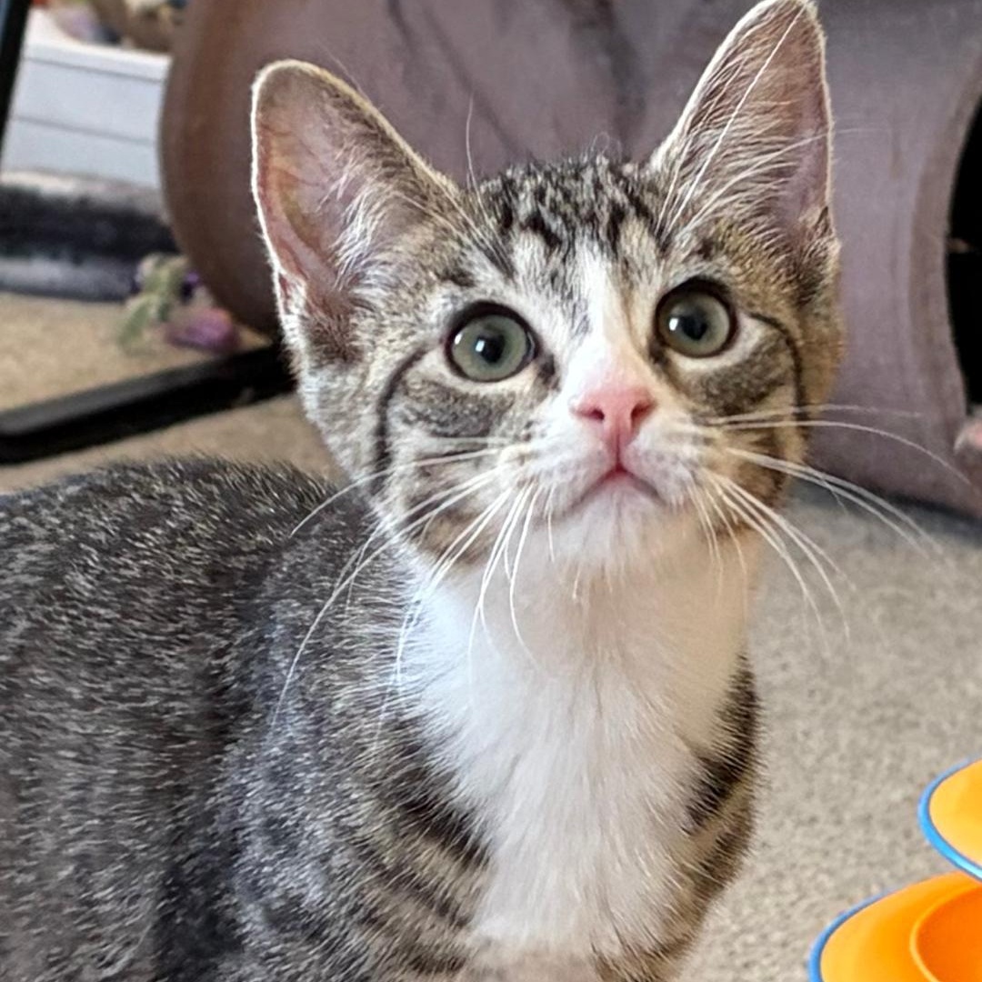 Ally, an adopted Tabby in Central Falls, RI image 1/6