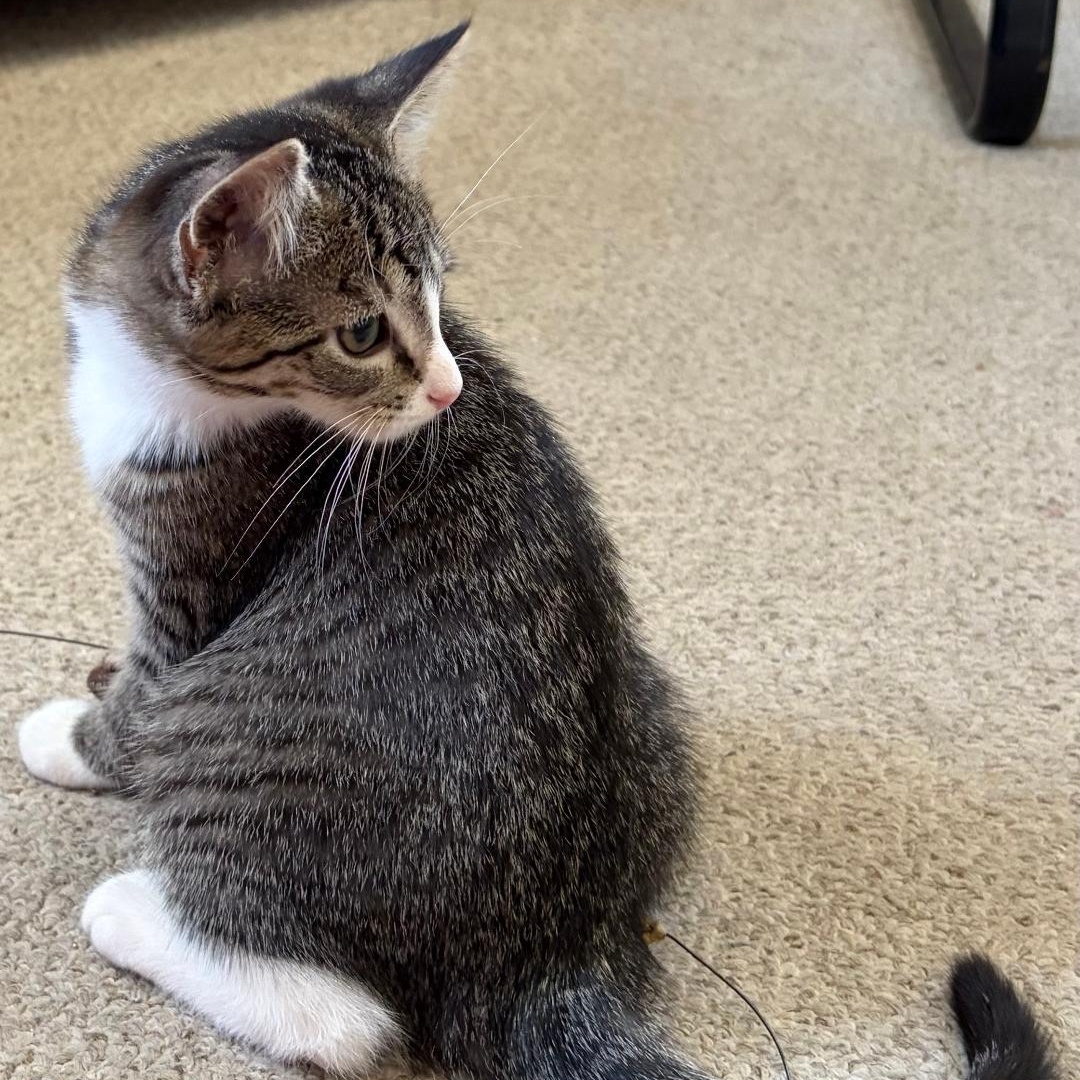 Ally, an adopted Tabby in Central Falls, RI image 5/6