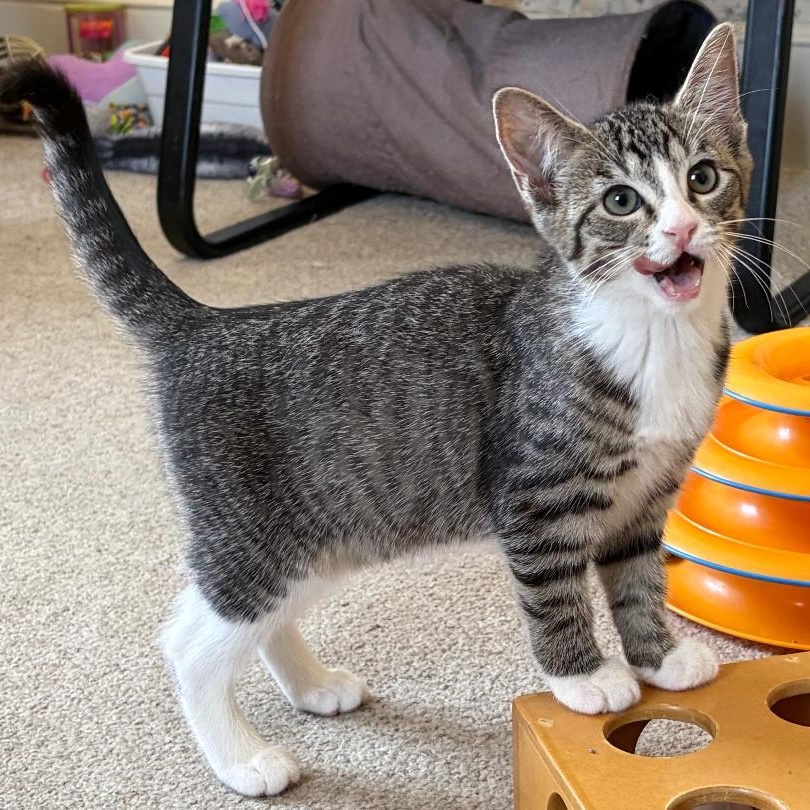 Ally, an adopted Tabby in Central Falls, RI image 3/6