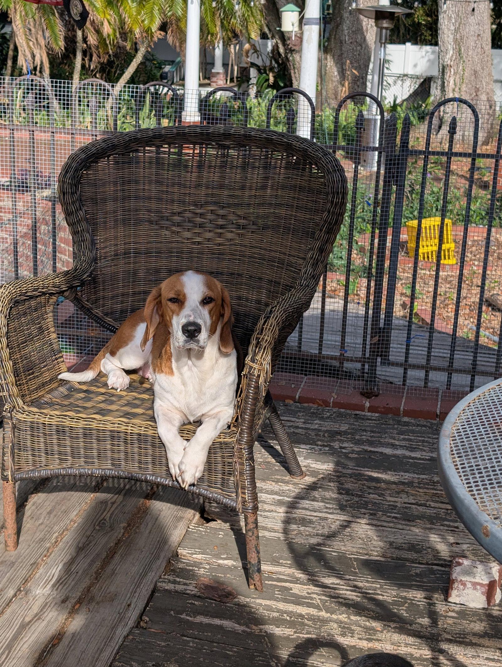 Enlarge Eleven, a Adoptable mixed breed in Tampa, FL image 2/2