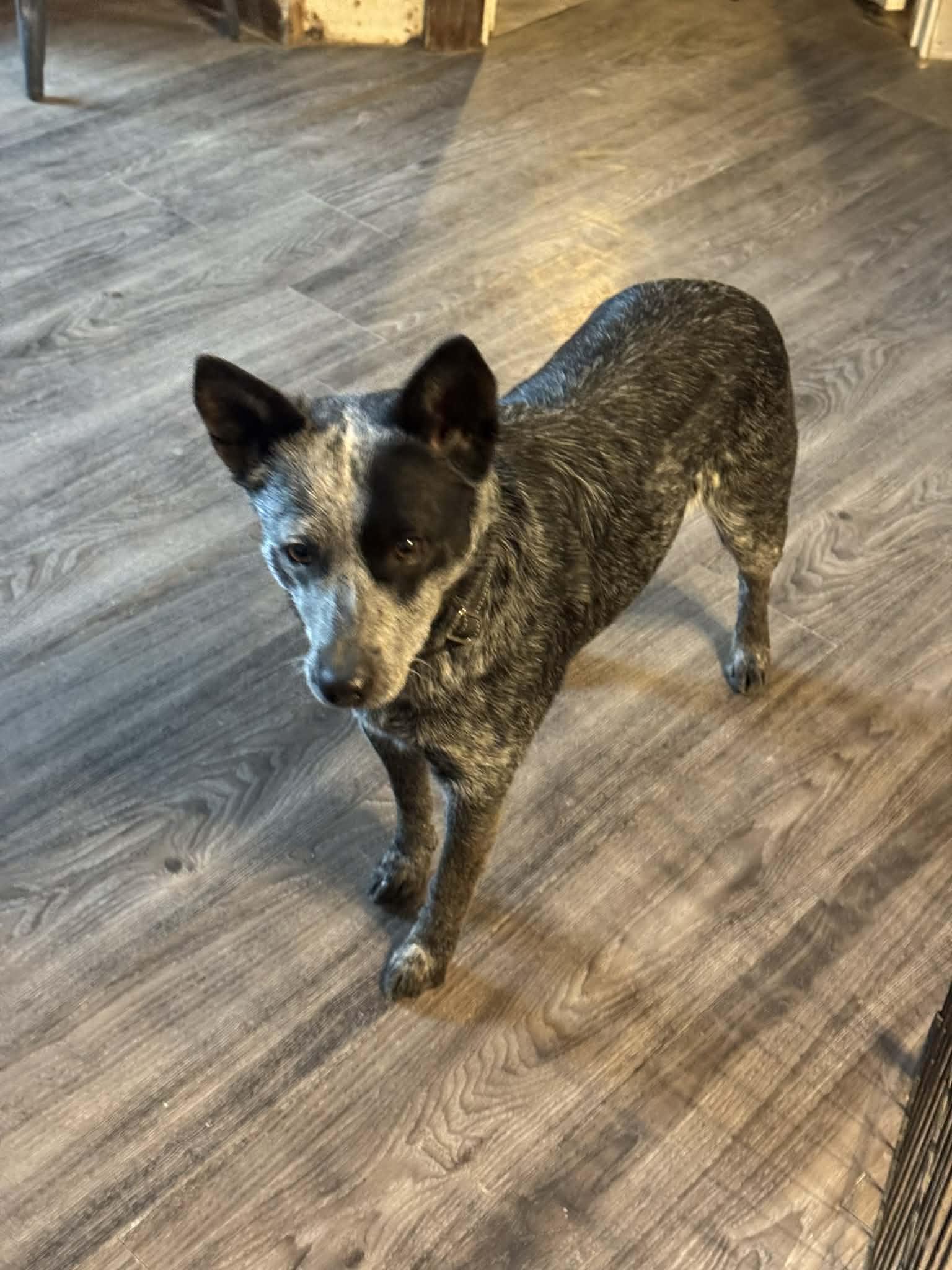 Shasta, ADOPTABLE, Young Female Australian Cattle Dog / Blue Heeler.