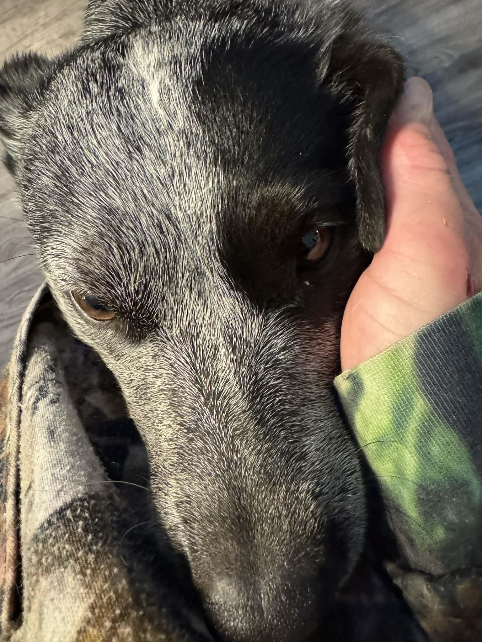 Shasta, an adopted Australian Cattle Dog / Blue Heeler image 2/6