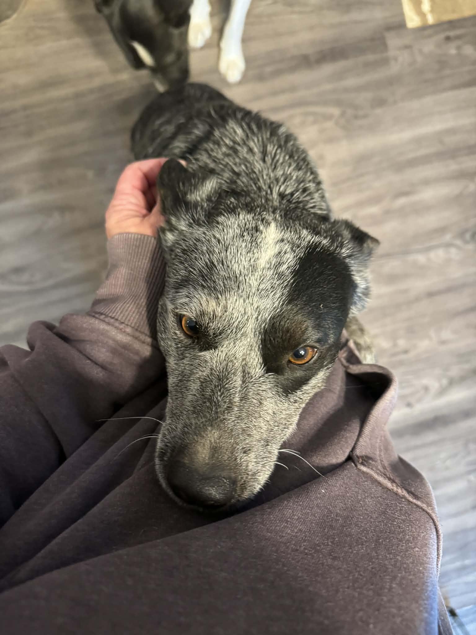 Shasta, an adopted Australian Cattle Dog / Blue Heeler image 3/6