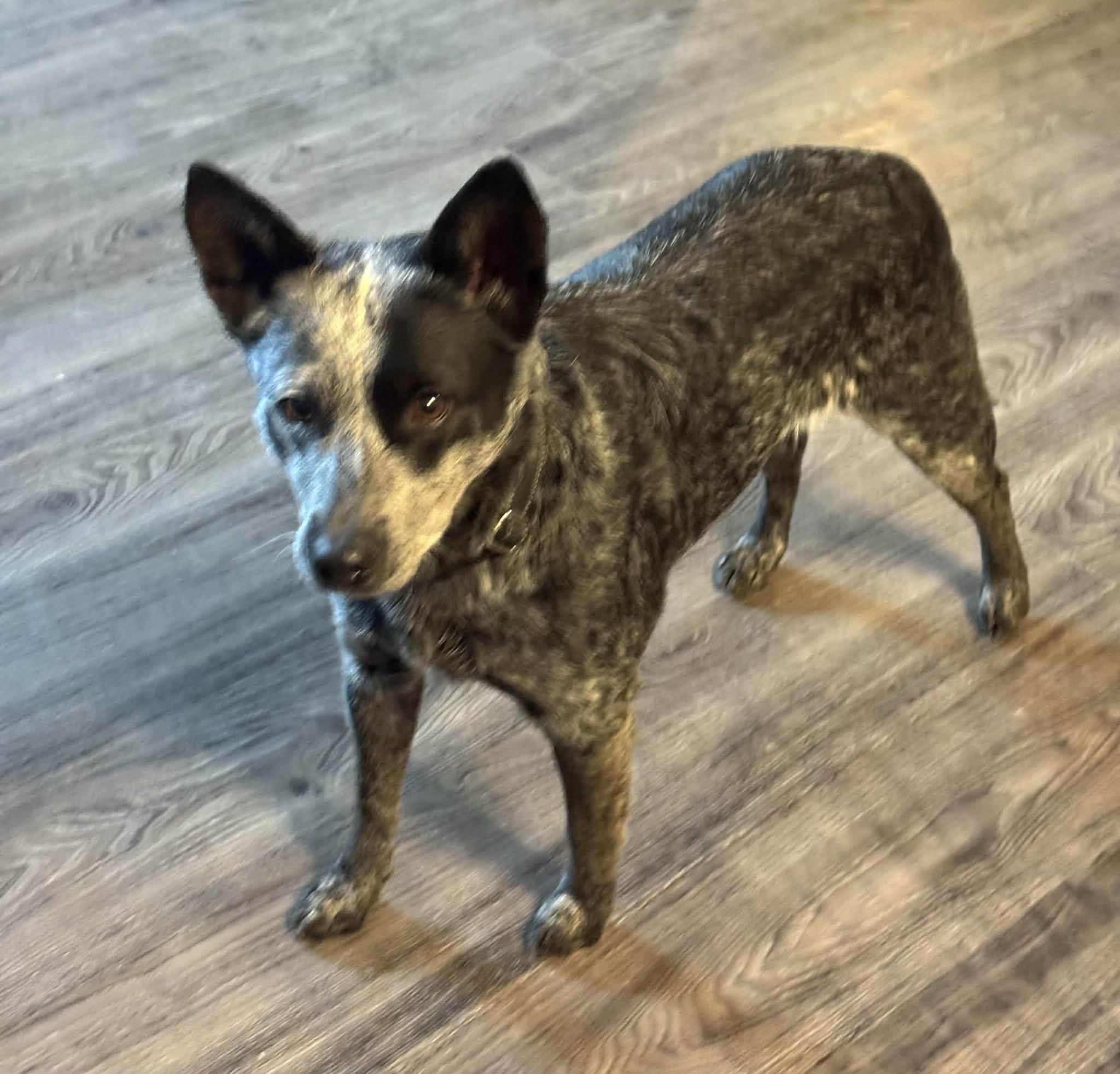 Shasta, an adopted Australian Cattle Dog / Blue Heeler image 4/6