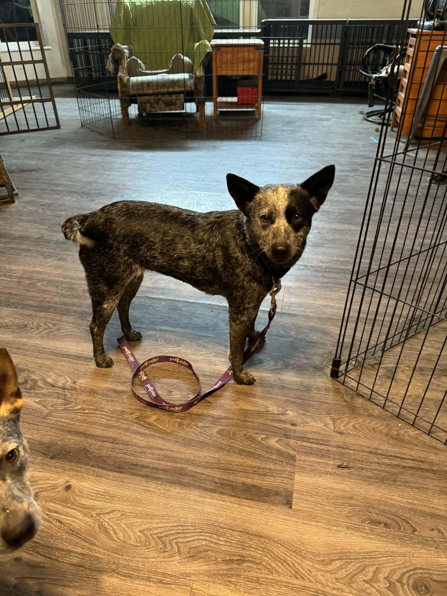 Shasta, an adopted Australian Cattle Dog / Blue Heeler image 5/6